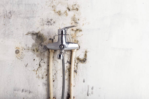 Best HVAC Mold Remediation in Ecorse, MI