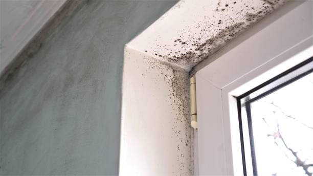 Best White Mold Remediation in Ecorse, MI
