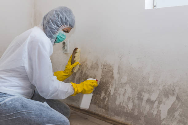 Trusted Ecorse, MI Mold Remediation Experts