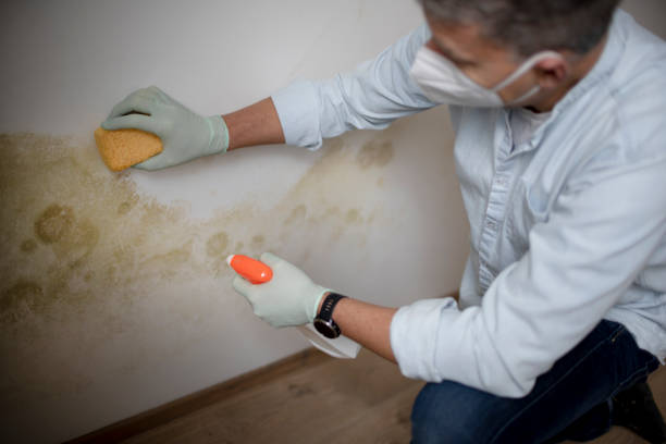 Best Insurance-Related Mold Remediation in Ecorse, MI
