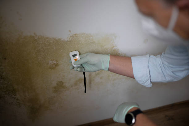 Best Crawl Space Mold Remediation in Ecorse, MI