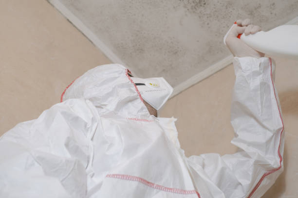 Best Post-Flood Mold Remediation in Ecorse, MI
