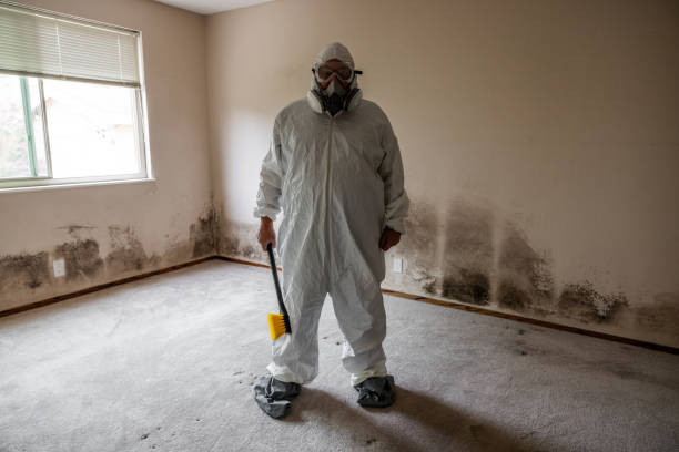 Best DIY Mold Remediation Support Services in Ecorse, MI