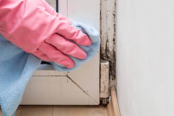 Best Kitchen Mold Remediation in Ecorse, MI